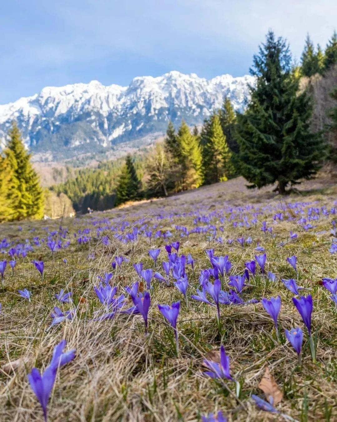 Cazare Zorilor Zărneşti Стая снимка